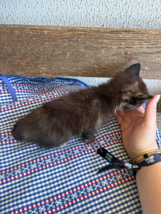 Gatos para adoção