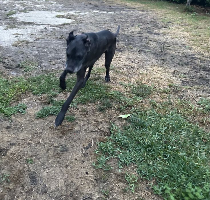 Dog alemao para dar