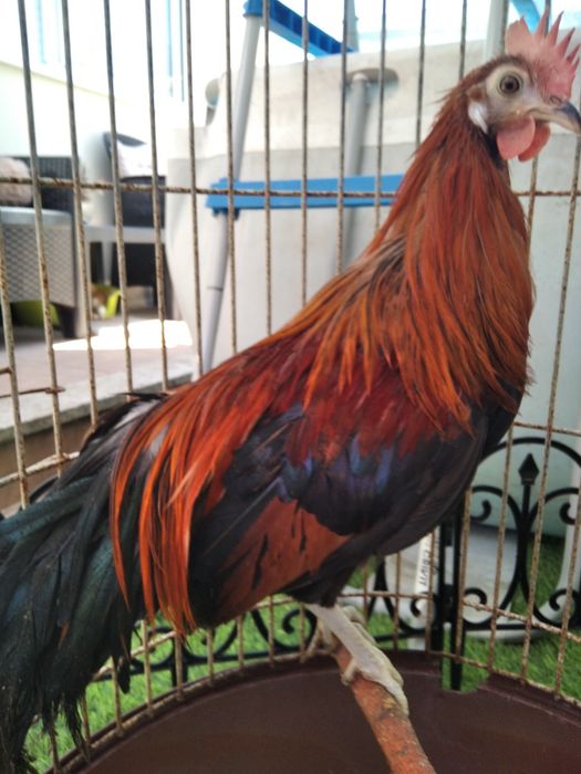 Garnizos machos Sebright e Phoenix