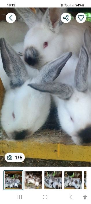 Продую кролі Каліфорнійці одним 5місяців можна злучать, а другим а дру