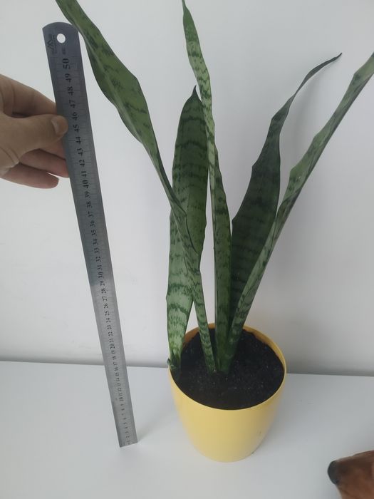 Вазон сансевієрія , щучий хвіст
