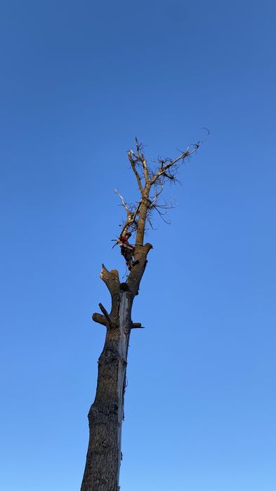 Послуги арбориста (зрізання аварійних дерев) та косіння трави