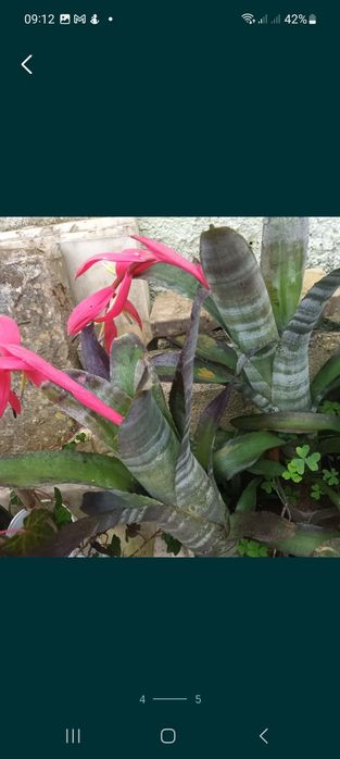 Bromélias e estrelicias