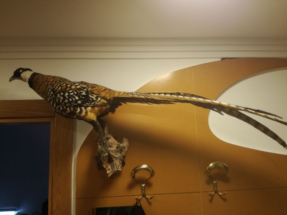 Ave ornamental verdadeira