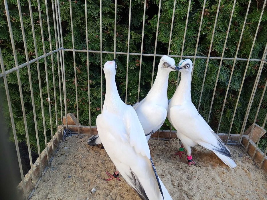 Wiedeńskie Białe Młode (2025)