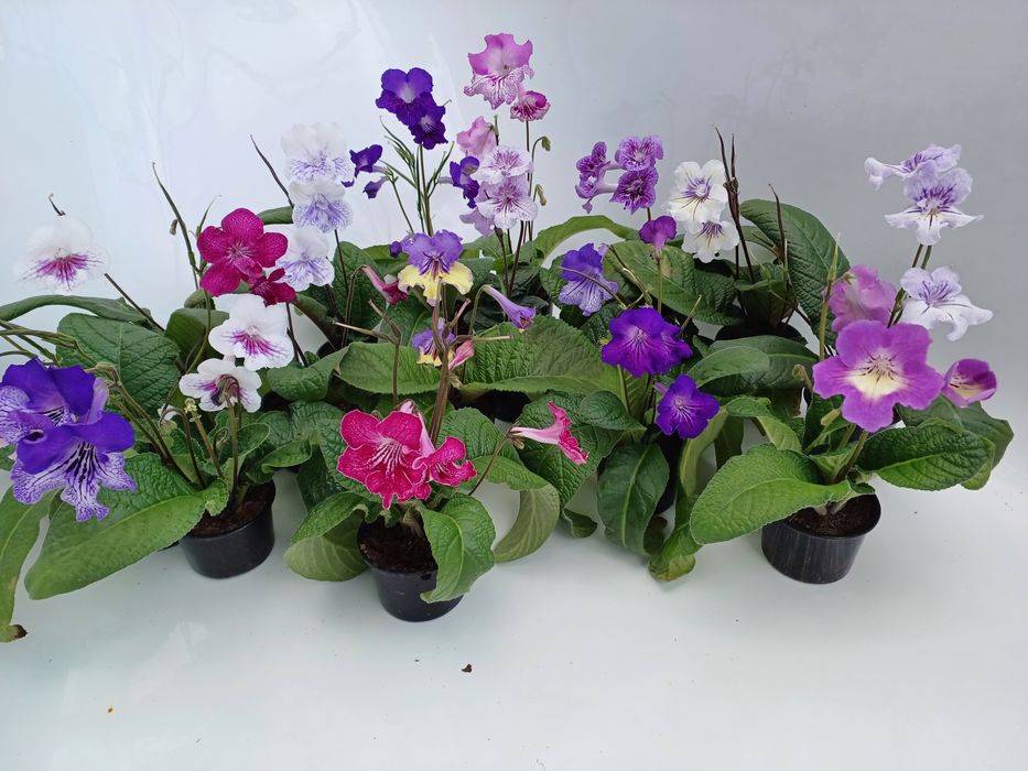 Насіння стрептокарпусів