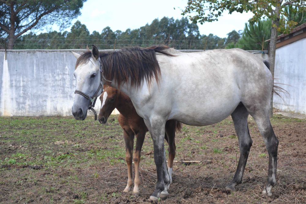 Poldra Luso Warmblood desportiva com 1.5 anos