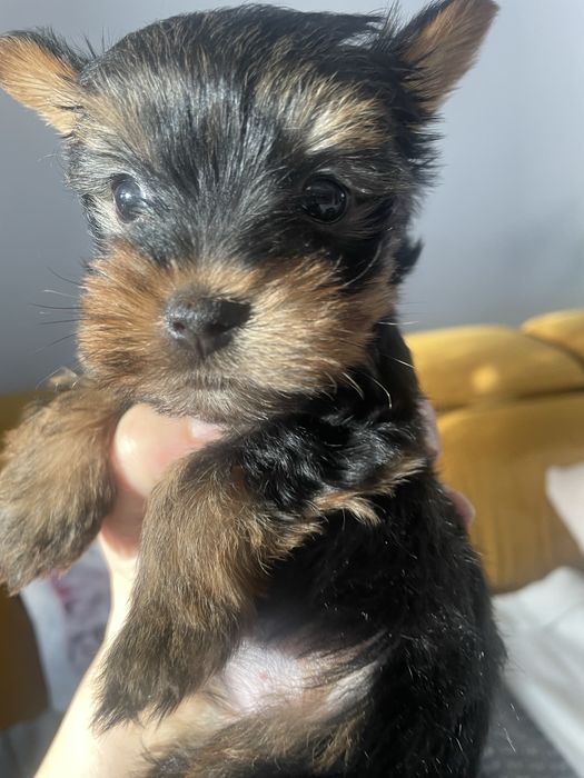 Suczka york yorkshire cudna xxs miniaturka mini