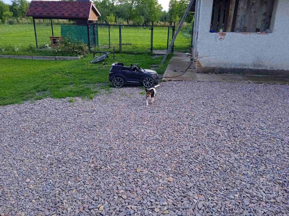 Джек Рассел Терєр