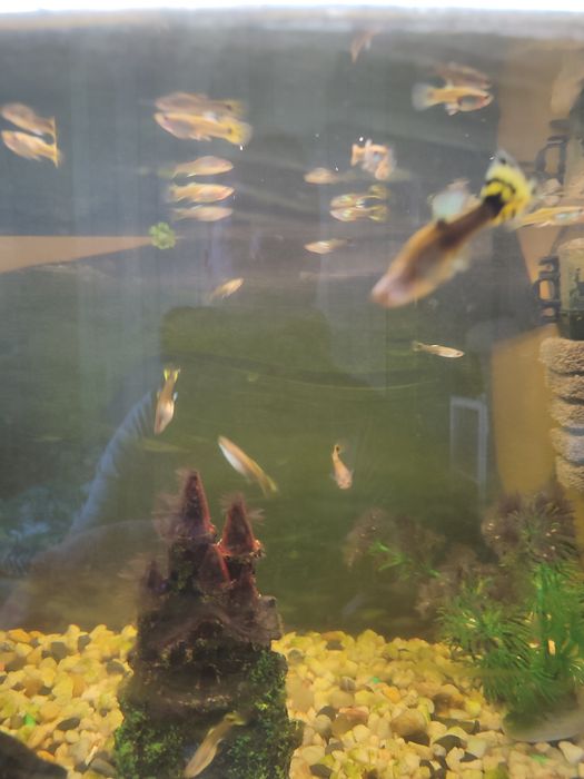 Ryba akwariowa głupik