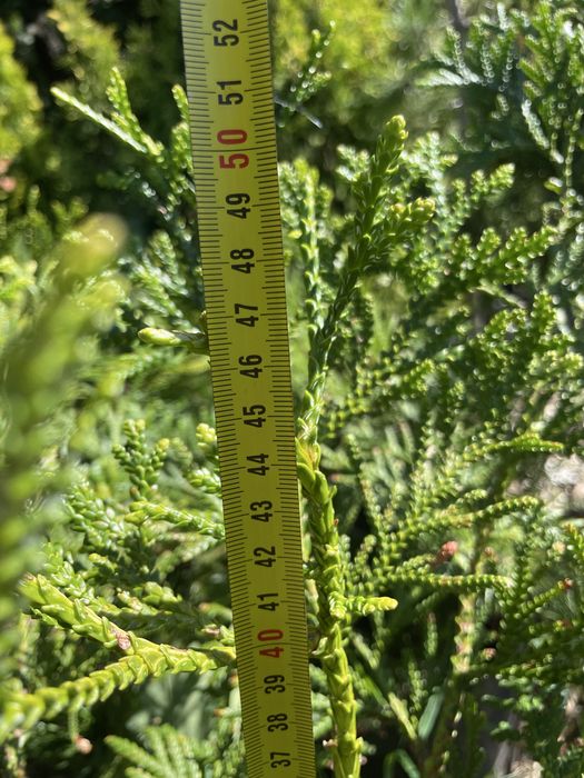 Туєвик долотоподібний, імператорське дерево