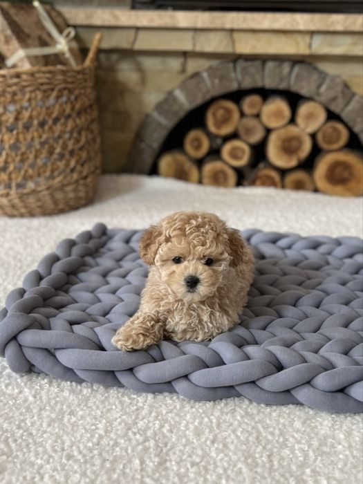 Преміум цуцики міні мальтіпу ф1