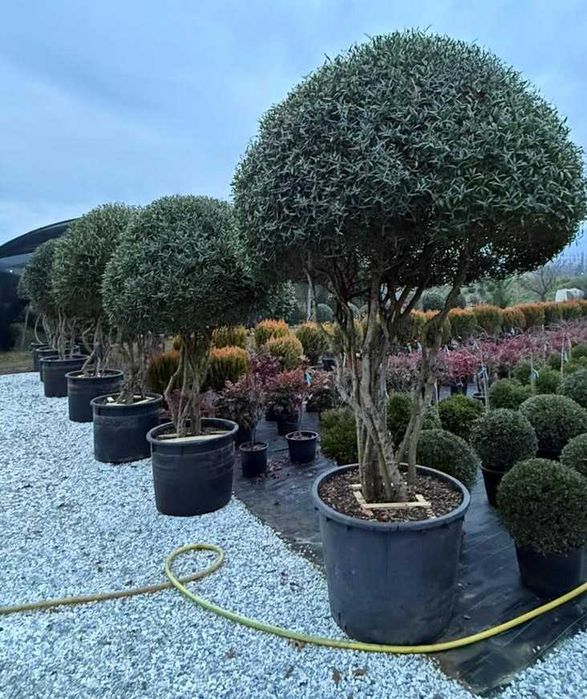 Filirea wąskolistna kula 60/70cm-Phillirea angustifolia