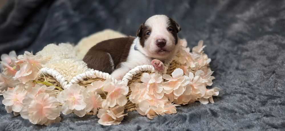 Border Collie Czekoladowy FCI ZKwP Rezerwacja