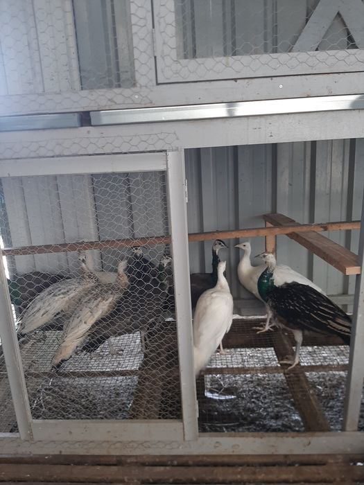 Criação de pavões 2025 de várias espécies