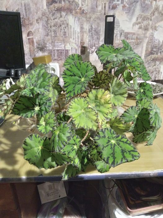 Растения Бегония серебристая