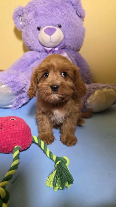 Cavapoo mini XXS bardzo ciemny piesek Cavadoodle cavalier pudel toy wyprawka badania