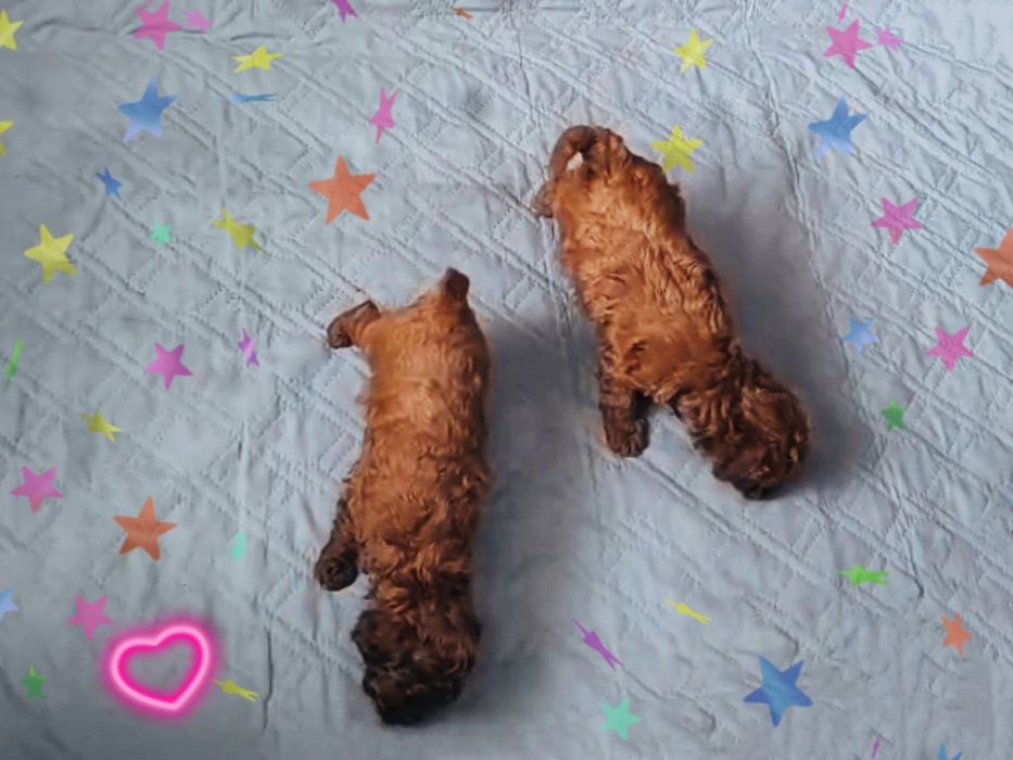 Той-пудель КСУ FCI мальчик и девочка 1,5 месяца здоровы, с документами