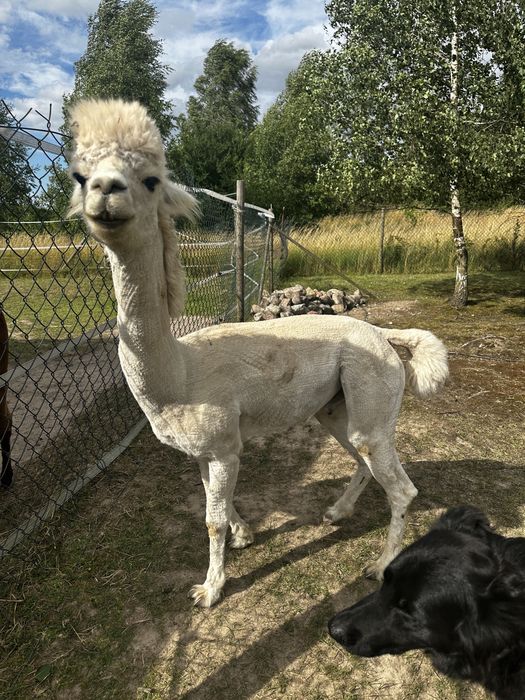 Sprzedam 3 alpaki samce, cena za wszystkie