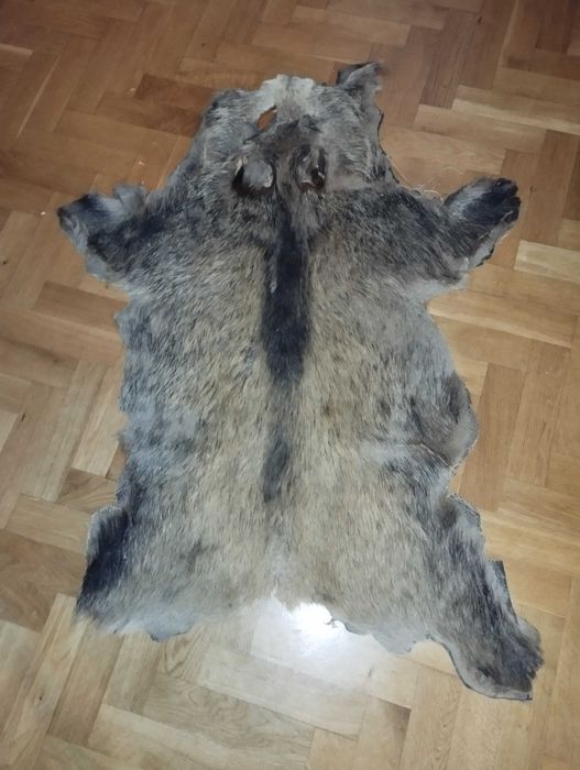 Oryginalna skóra dzika