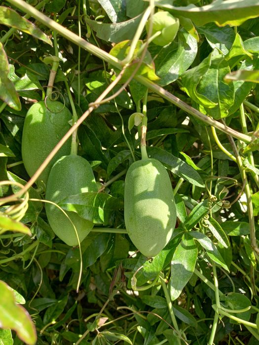 Maracujá laranja