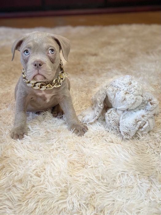 Американський буллі