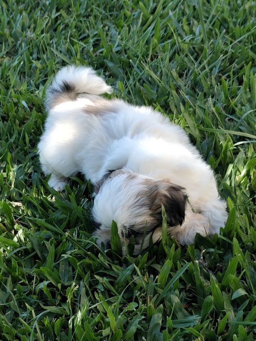 Shih-Tzu macho disponível