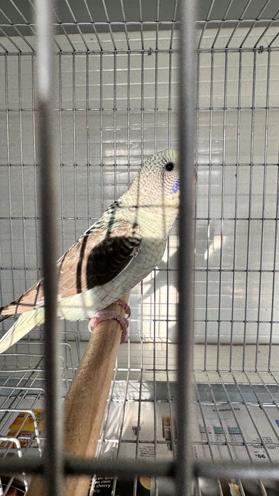 Periquitos diferentes mutações