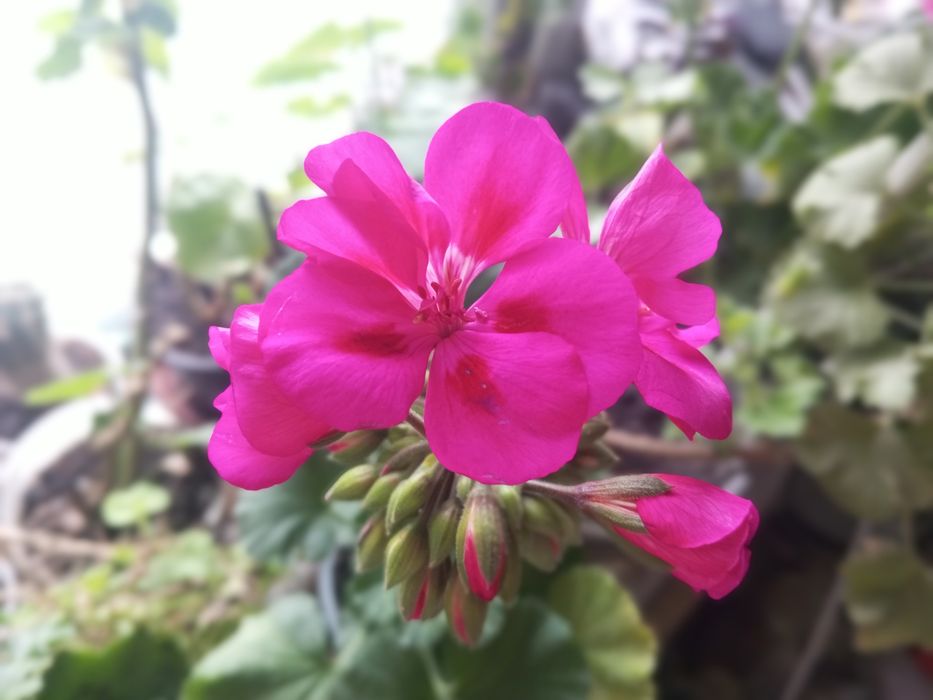 Пеларгонія королівська,зональна,ампельна