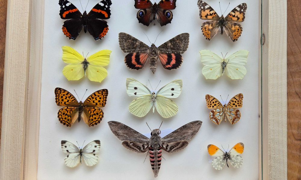 Gablotka motyle ćmy krajowe Papilio machaon i inne na ścianę