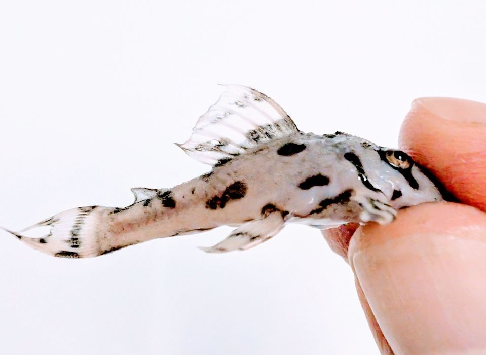 L236 super brancos 3/6cm hypancistrus