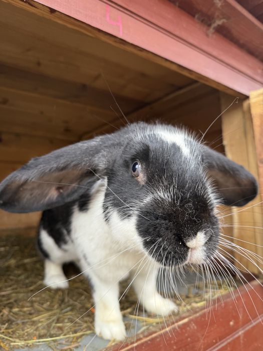 Sprzedam króliki hodowlane mieszańce