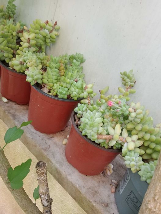 Planta natural, suculenta pendente, Rabo de burro ou Dedo de moça