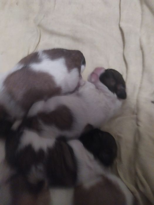 Щеночки бело золотого ши тцу