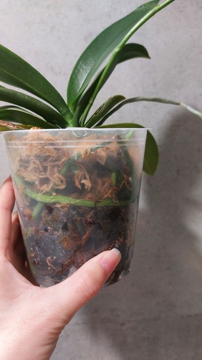 Орхідея орхидея метелик Leanher Happy Pearl з бутонами