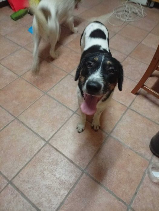Cães para adopção