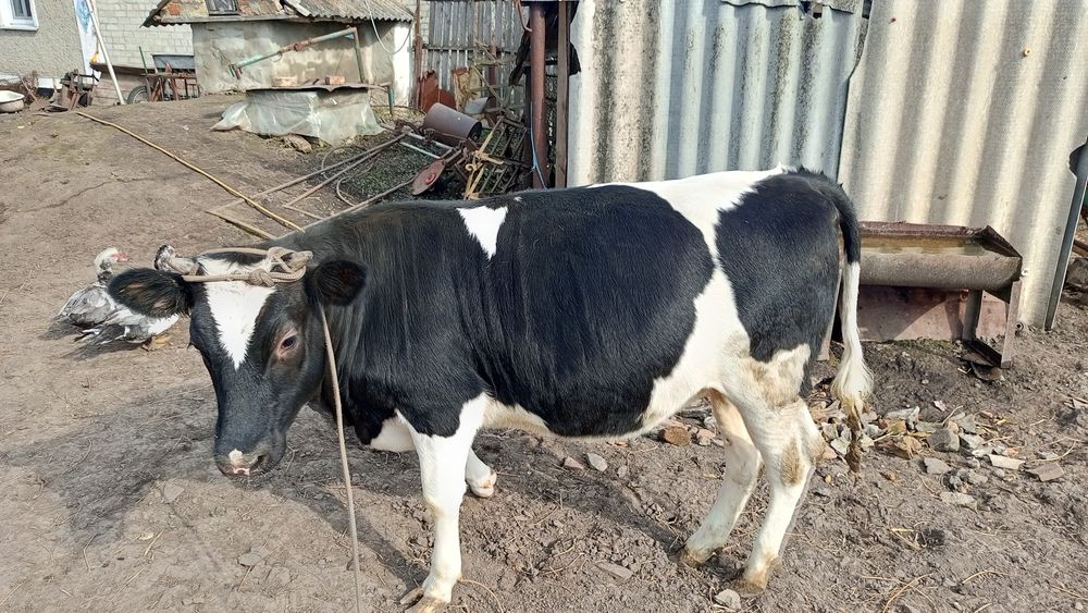 Телиця річнняк (Не тільна)