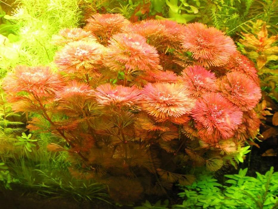 Cabomba Piauhyensis (Cab.red)