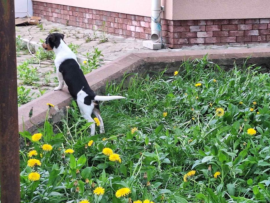 Продам хлопчика Джек Рассел тер'єр