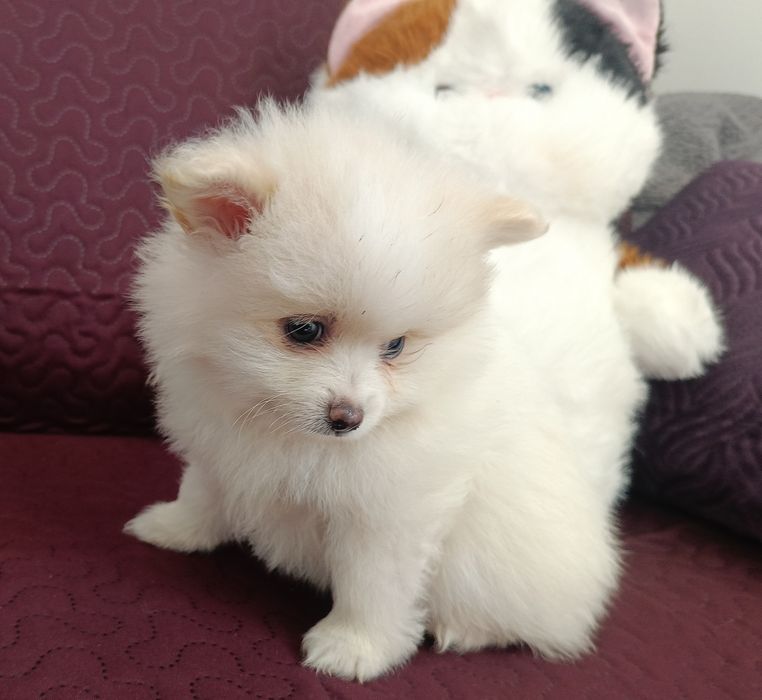 Szpic miniaturowy Pomeranian z rodowodem chłopiec
