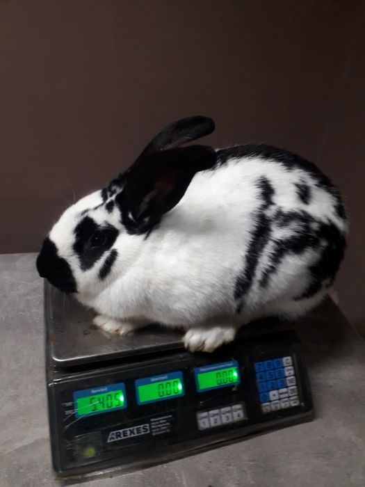 Кролики Строкач, Боргунець,Обер.Помісь