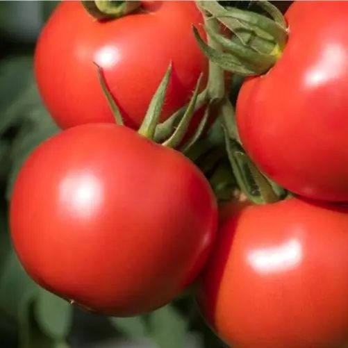 Насіння Томату БОБКАТ F1 BOBCAT F1 1000 шт Семана помідор