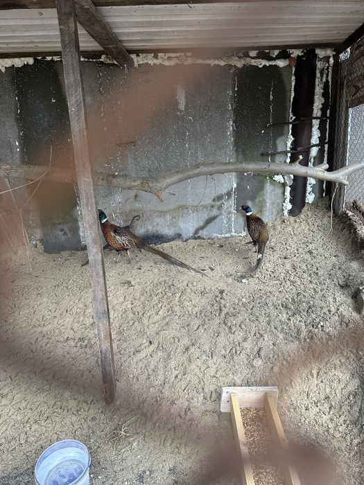 Фазаны  продам домашные