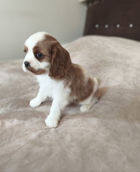 Piękny chłopiec rasy cavalier blenheim.