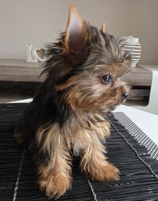 Cudna mini dziewczynka york