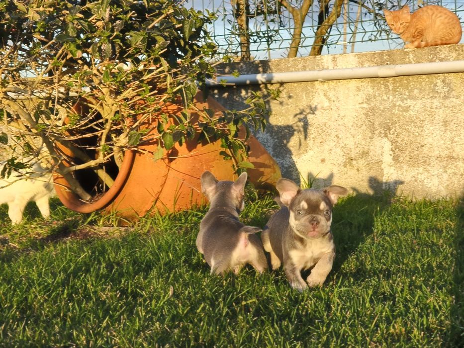 Bulldog Francês macho lilac tan