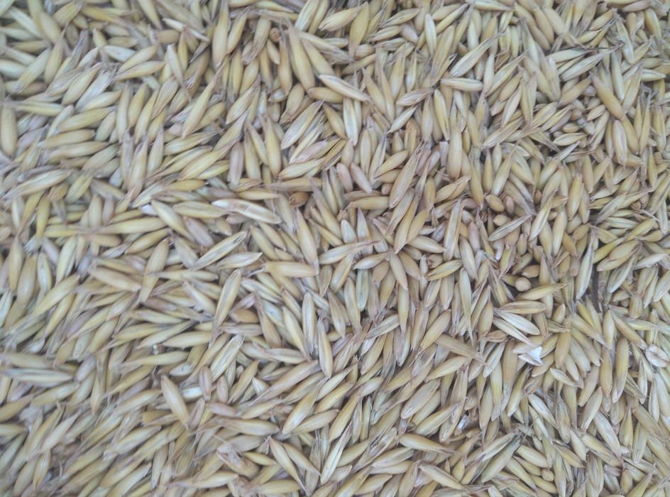 Owies pellet na opał