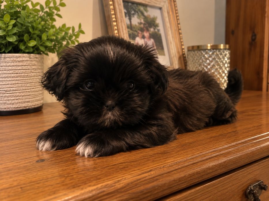 Urocza suczka shih-tzu