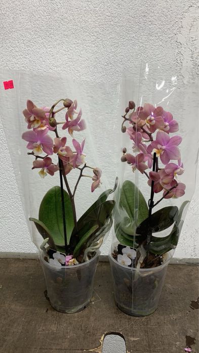 Орхідея орхидеи Берестейска