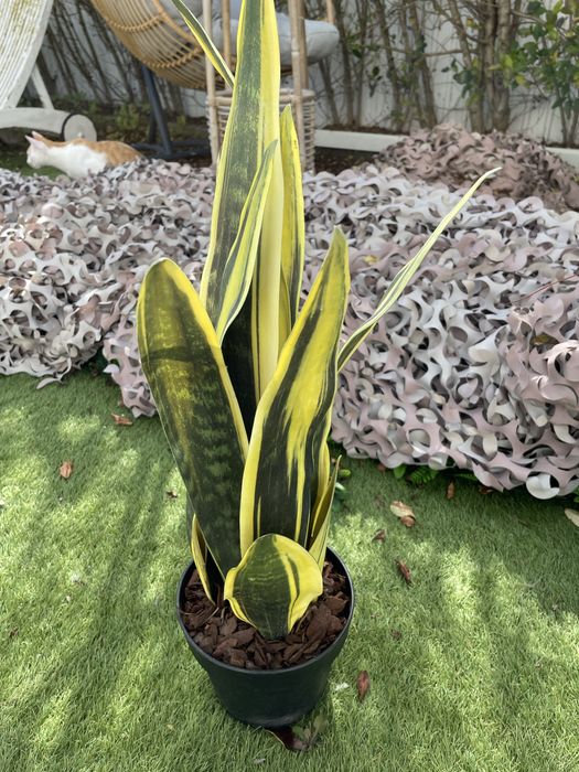 Espada-de-São-Jorge (Sansevieria)